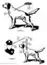 Fig. 06 - Internet Based Animal Tracking Information System