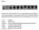 Fig. 03 - IDENTIFICATION OF SES-1 AND THE USES OF THE SAME