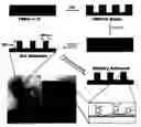 Fig. 01 - Biomimetic modular adhesive complex: materials, methods and applications therefore