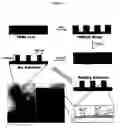 Fig. 02 - Biomimetic modular adhesive complex: materials, methods and applications therefore