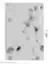 Fig. 04 - Nanoplatelet magnesium hydroxides and methods of preparing same