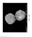 Fig. 22 - Nanoplatelet magnesium hydroxides and methods of preparing same