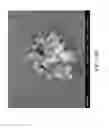 Fig. 29 - Nanoplatelet magnesium hydroxides and methods of preparing same