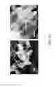 Fig. 35 - Nanoplatelet magnesium hydroxides and methods of preparing same