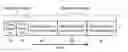 Fig. 01 - MR multi-slice steady state free precession imaging