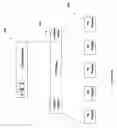 Fig. 07 - Multidiversity handoff in a wireless broadcast system