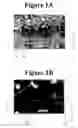 Fig. 02 - Full density Co-W magnetic sputter targets