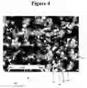 Fig. 05 - Full density Co-W magnetic sputter targets