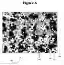 Fig. 07 - Full density Co-W magnetic sputter targets