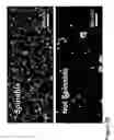 Fig. 57 - Fabrication of twisted and non-twisted nanofiber yarns