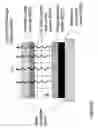 Fig. 89 - Fabrication of twisted and non-twisted nanofiber yarns