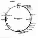 Fig. 22 - Serotype of adenovirus and uses thereof