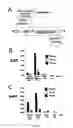 Fig. 43 - Methods for diagnosing and treating CNS disorders by trans-blood-brain barrier delivery of protein compositions
