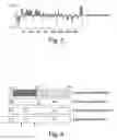 Fig. 04 - Screening assays for hedgehog agonists and antagonists