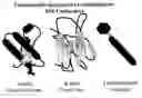 Fig. 01 - Detection of conformationally altered proteins and prions