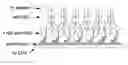 Fig. 01 - Immunosensors: scFv-linker design for surface immobilization