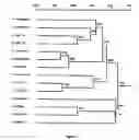 Fig. 04 - Recombinant Yeasts for Synthesizing Epoxide Hydrolases