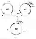 Fig. 05 - Recombinant Yeasts for Synthesizing Epoxide Hydrolases