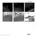 Fig. 03 - Methods and means for altering fiber characteristics in fiber-producing plants