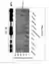 Fig. 07 - Methods and Compositions Involving microRNA