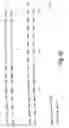 Fig. 04 - NOVEL GENE AND USES THEREFOR