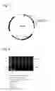 Fig. 07 - Compositions and methods for fusion protein separation