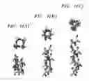 Fig. 02 - Sequence pattern descriptors for transmembrane structural details