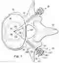 Fig. 07 - Spinal prosthesis systems