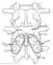 Fig. 01 - SYSTEM AND METHOD FOR SPINAL INSTRUMENTATION