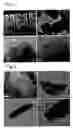 Fig. 02 - Amino-Functionalized Mesoporous Silica