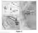 Fig. 03 - Integrin targeted imaging agents