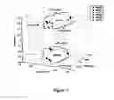 Fig. 02 - Non-human primate embryonic stem and germ cells: methods of use and methods of making same