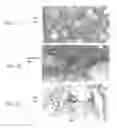 Fig. 07 - Proliferated cell lines and uses thereof