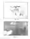 Fig. 09 - Proliferated cell lines and uses thereof