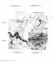 Fig. 02 - Methods of treating neovascular glaucoma, macular degeneration and capillary proliferation with alphavbeta3-specific antibodies