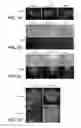 Fig. 09 - Anti-DLL4 antibodies and methods using same