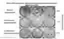 Fig. 01 - Methods and compositions for increasing replication capacity of an influenza virus
