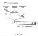 Fig. 02 - Identification of genes