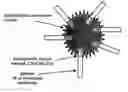 Fig. 01 - Vaccine