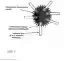 Fig. 04 - Vaccine