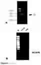 Fig. 03 - Methods of treating neurological conditions with hematopoeitic growth factors