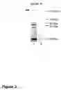Fig. 04 - Methods of treating neurological conditions with hematopoeitic growth factors