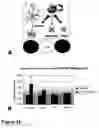 Fig. 47 - Methods of treating neurological conditions with hematopoeitic growth factors