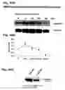 Fig. 52 - Methods of treating neurological conditions with hematopoeitic growth factors
