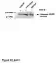 Fig. 53 - Methods of treating neurological conditions with hematopoeitic growth factors
