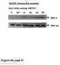 Fig. 56 - Methods of treating neurological conditions with hematopoeitic growth factors