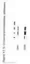 Fig. 65 - Methods of treating neurological conditions with hematopoeitic growth factors