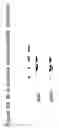 Fig. 66 - Methods of treating neurological conditions with hematopoeitic growth factors