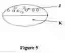 Fig. 04 - Dosage forms for administering combinations of drugs