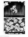 Fig. 16 - Particulate comprising a calcium-containing compound and a sugar alcohol